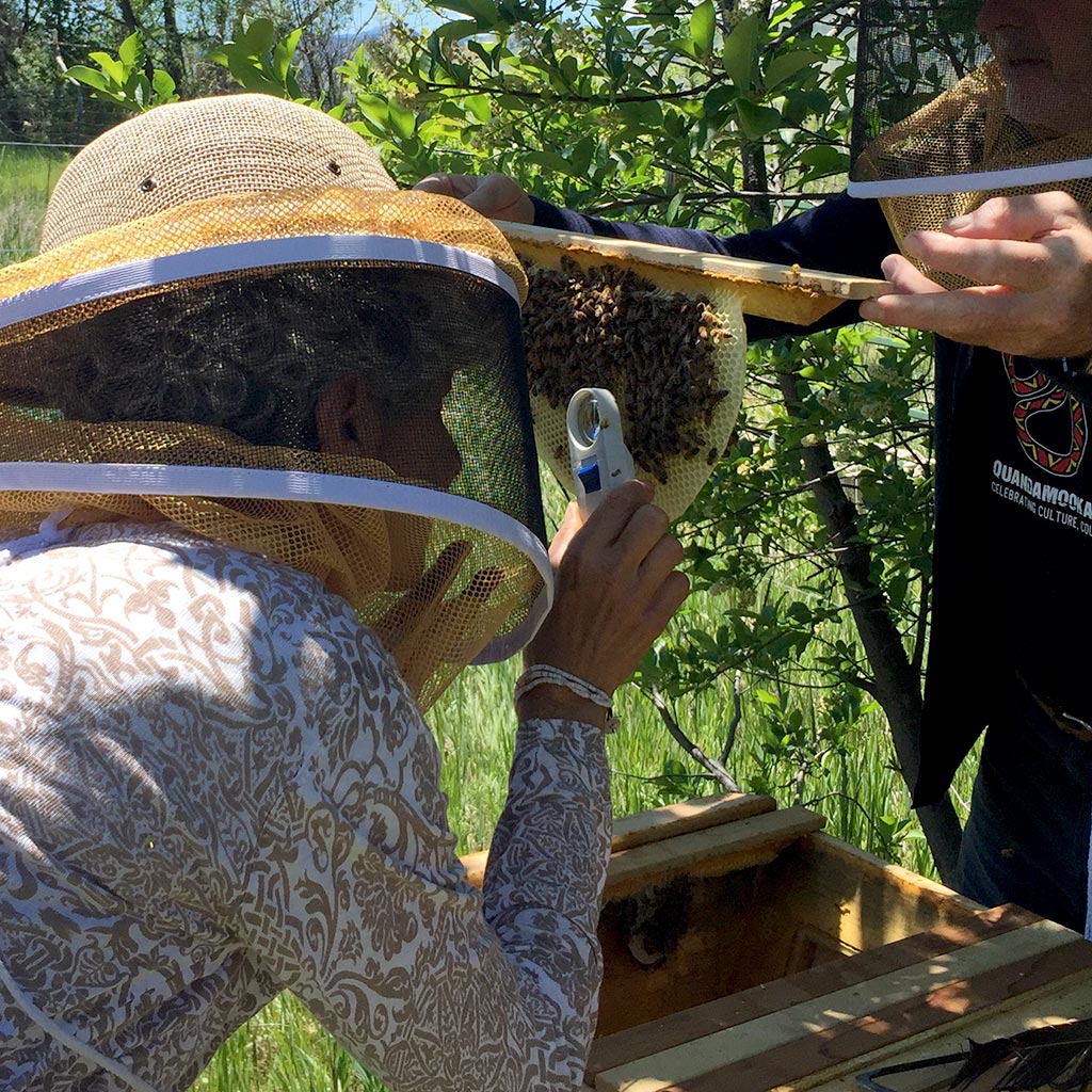 Magnifying-glass-look-for-eggs-larvae-bee-hive