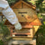 Robber Bee Scout Trap stop honeybee robbing