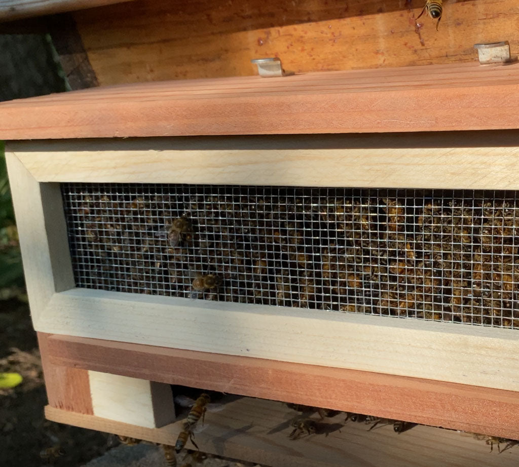 Robber-Bee-Scout-Trap-bees-yellow-jackets