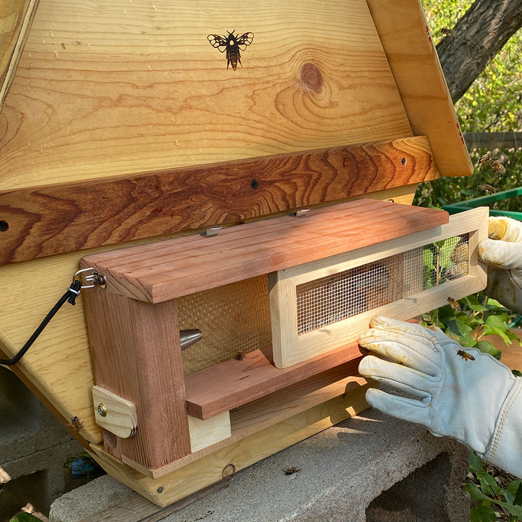 Robber Bee Scout Trap open jail door