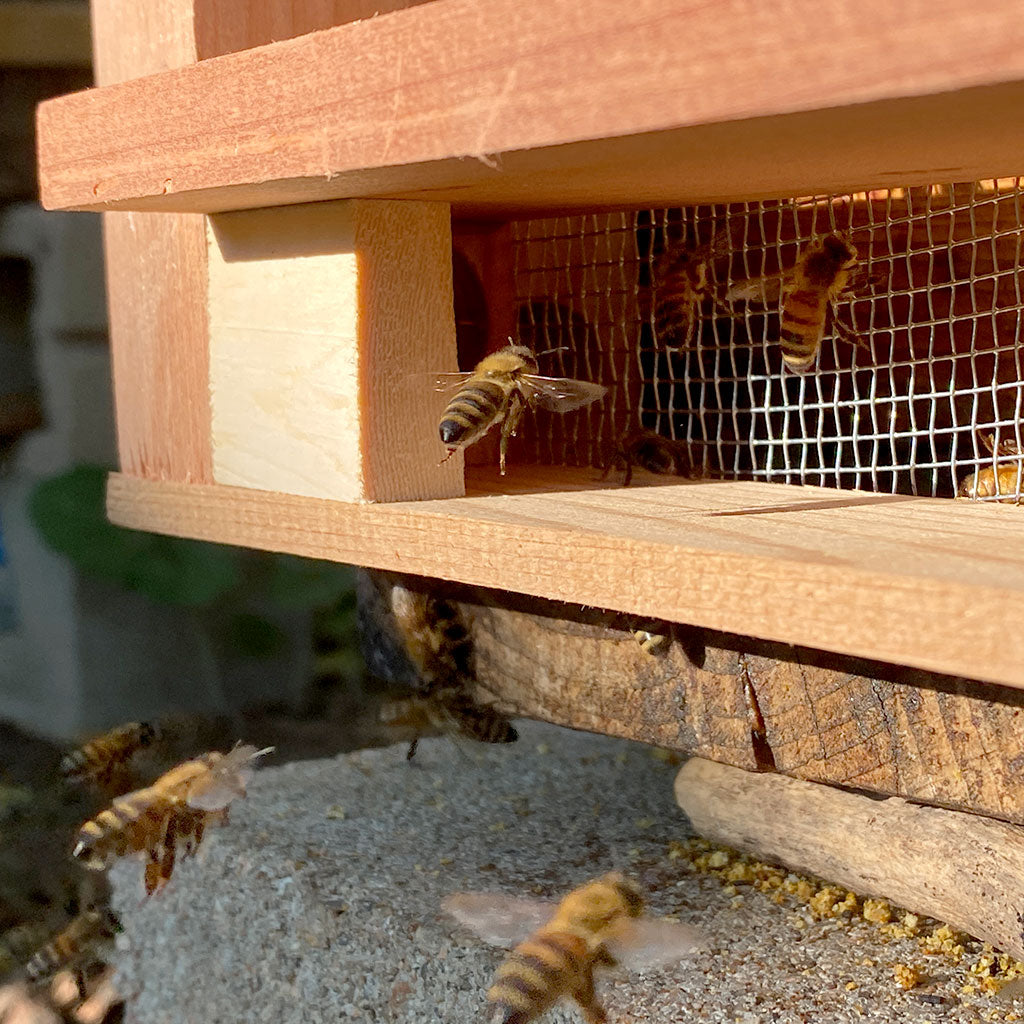 Robber-Bee-Scout-Trap-landing