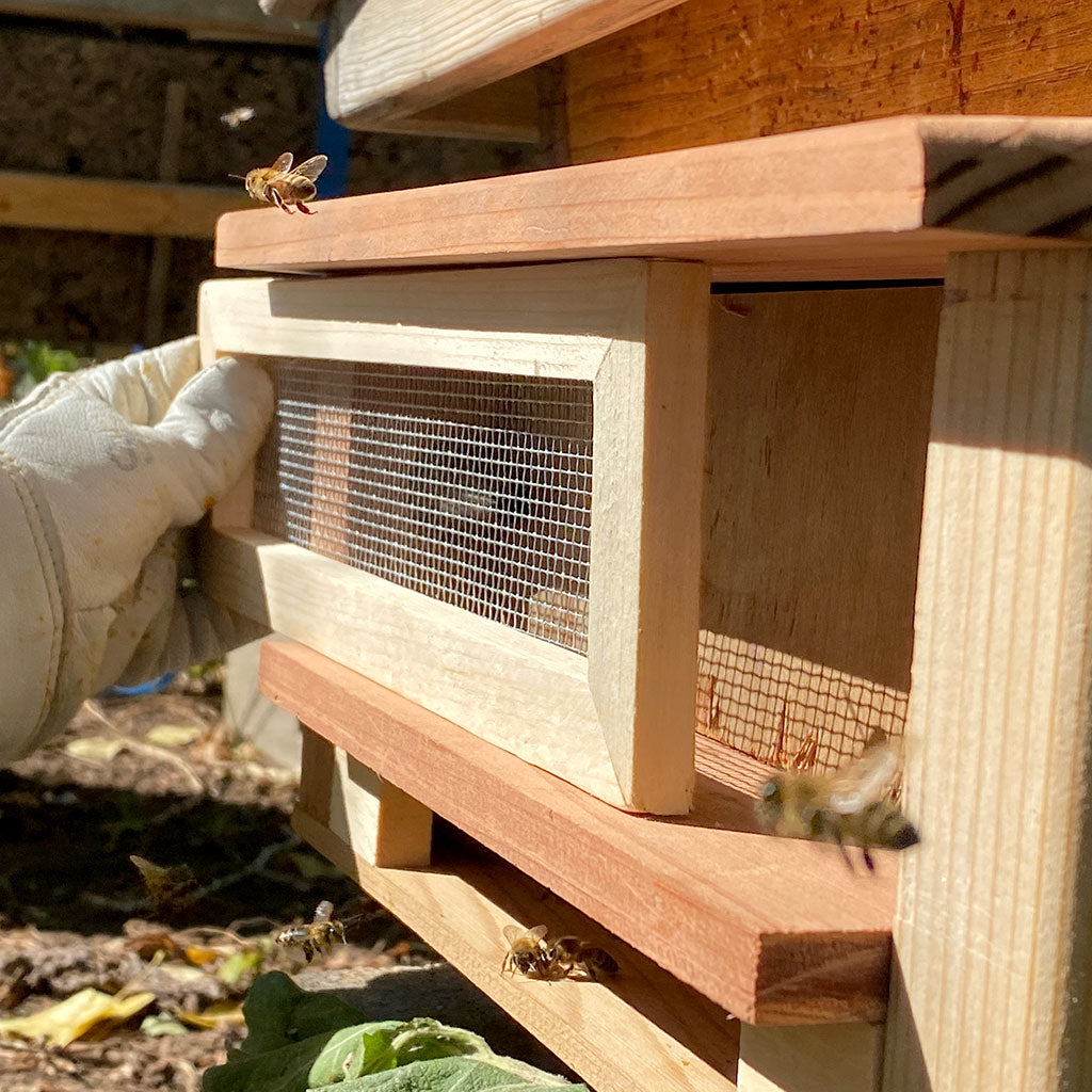 Robber-Bee-Scout-Trap-release-door