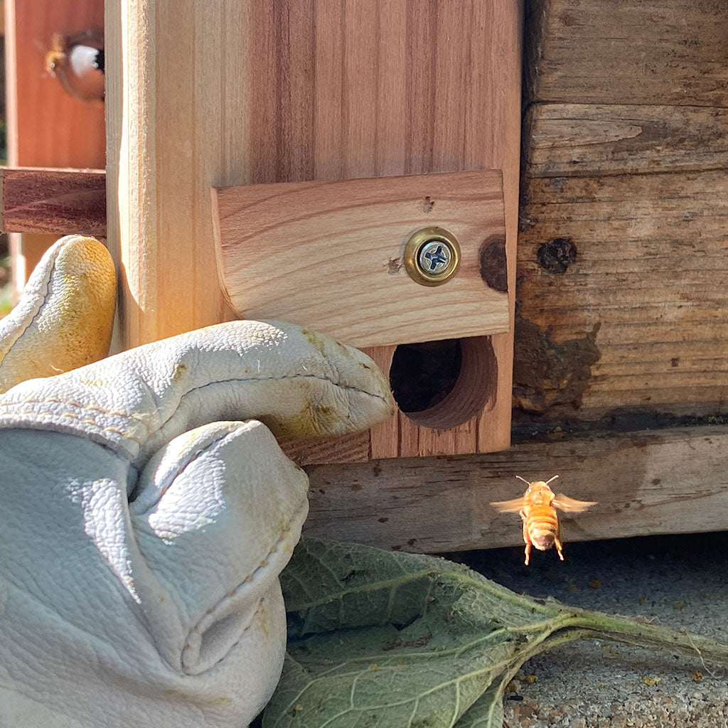 Robber-Bee-Scout-Trap-side-door