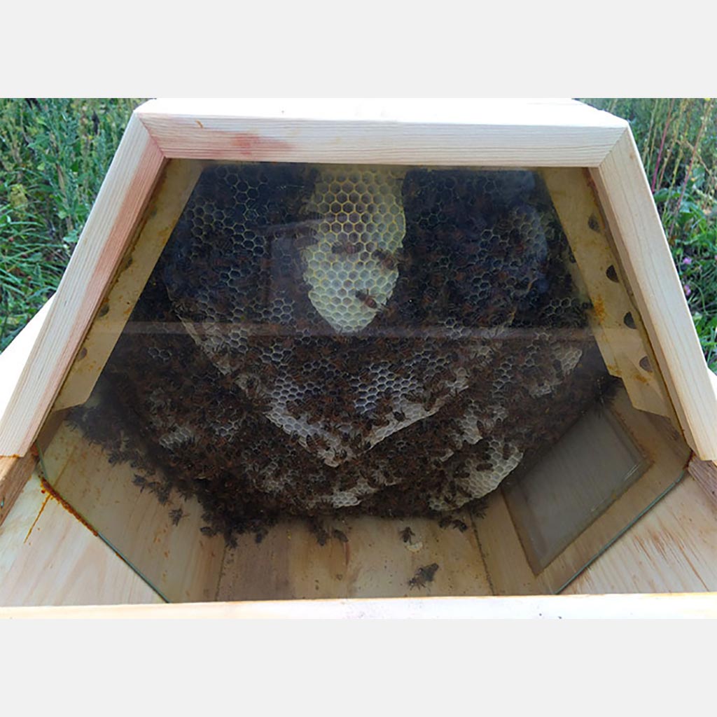 cathedral-hive-glass-falseback-viewing comb