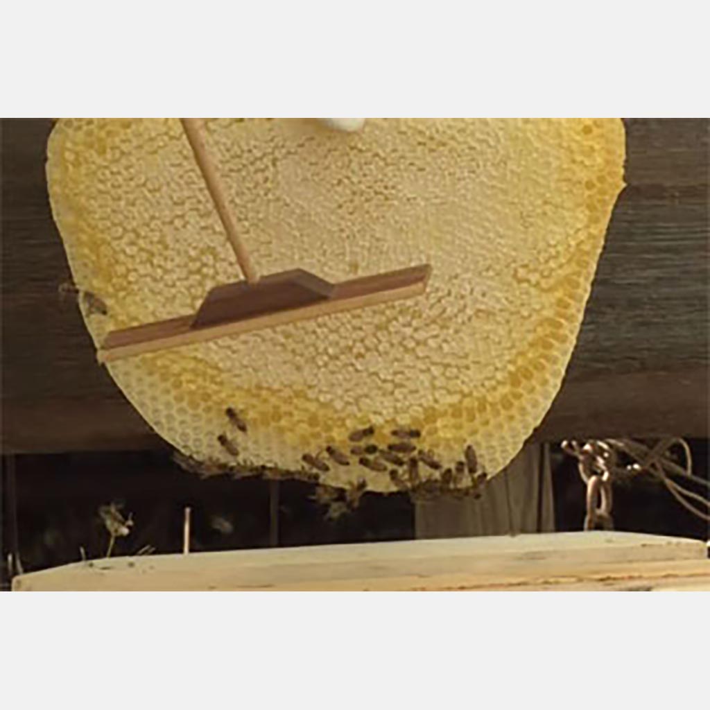Bee Herding Tool - BackYardHive