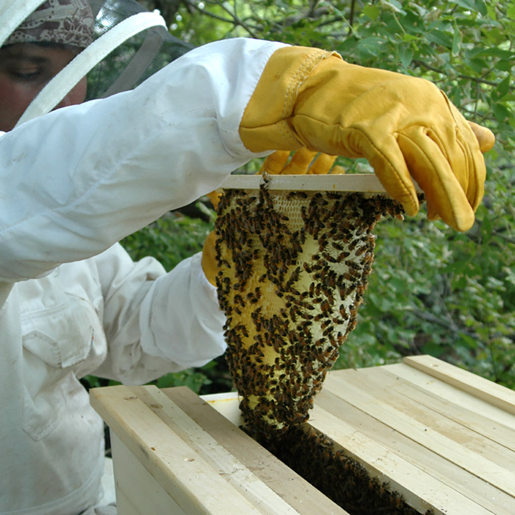 Protective Gear - BackYardHive