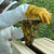 bee guardian protective gear gloves