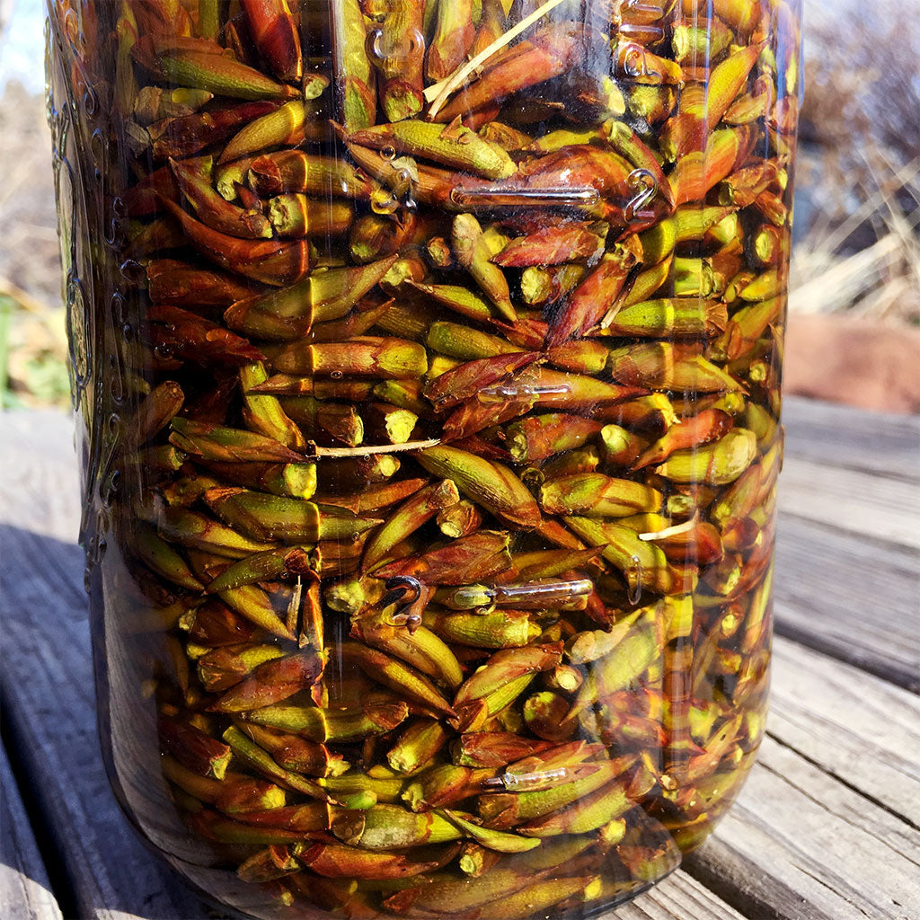 Bee Guardian Balm of Gilead Cottonwood buds distilled 