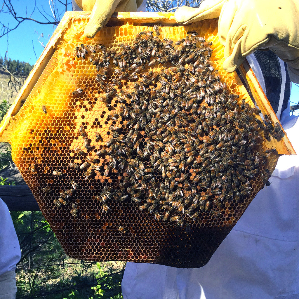 Cathedral Hive brodd comb classes