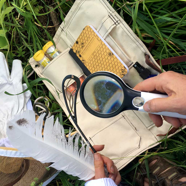 3x Magnifying Glass - Looking for eggs and larvae